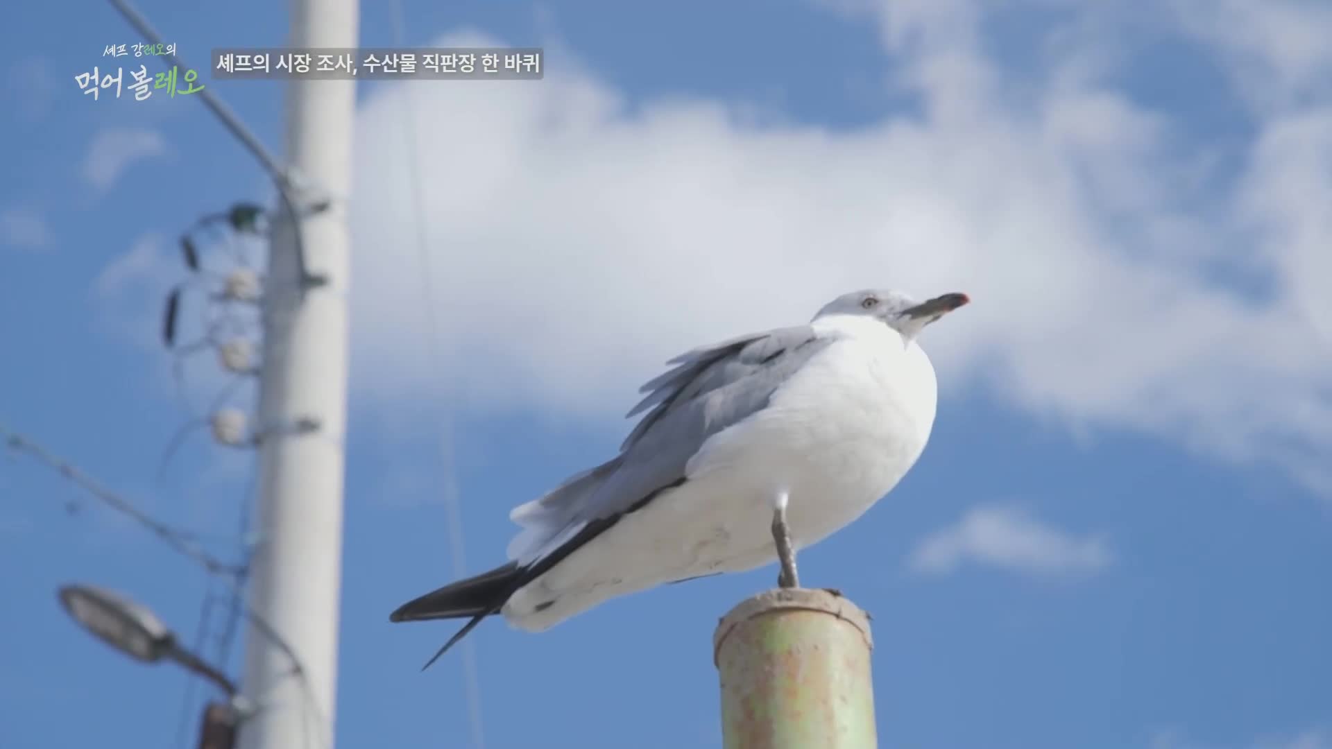 셰프 강레오의 먹어볼레오 2026-03-31