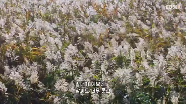 한국기행 2025-11-24