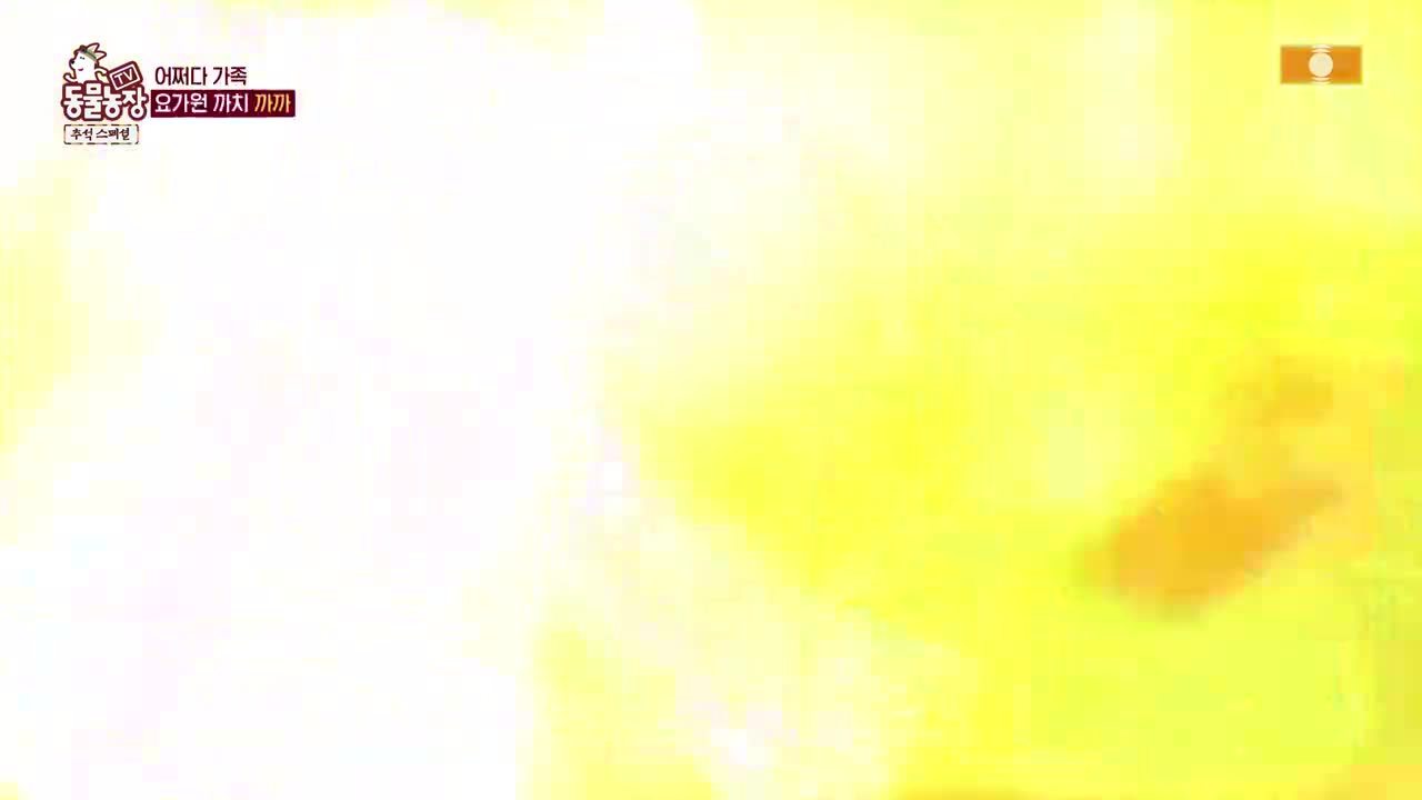 TV 동물농장 2025-10-05