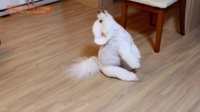 세상에 나쁜 개는 없다 시즌 4 2025-06-07