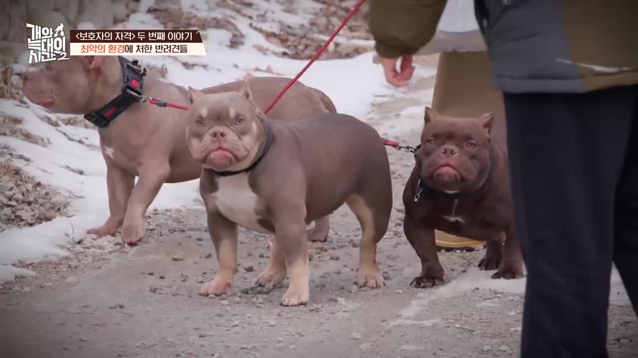 개와 늑대의 시간 시즌2 2026-03-25