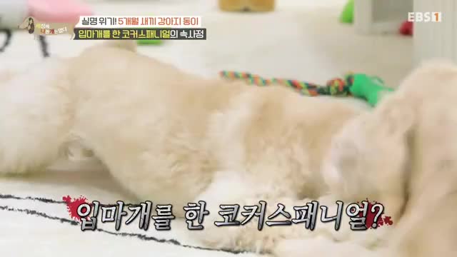세상에 나쁜 개는 없다 시즌 4 2025-01-24