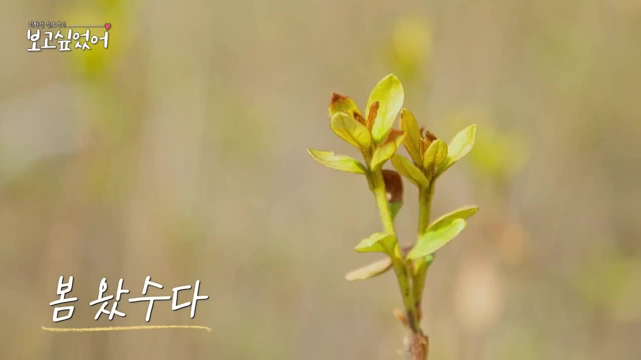 최화정 김호영의 보고싶었어 2025-04-27