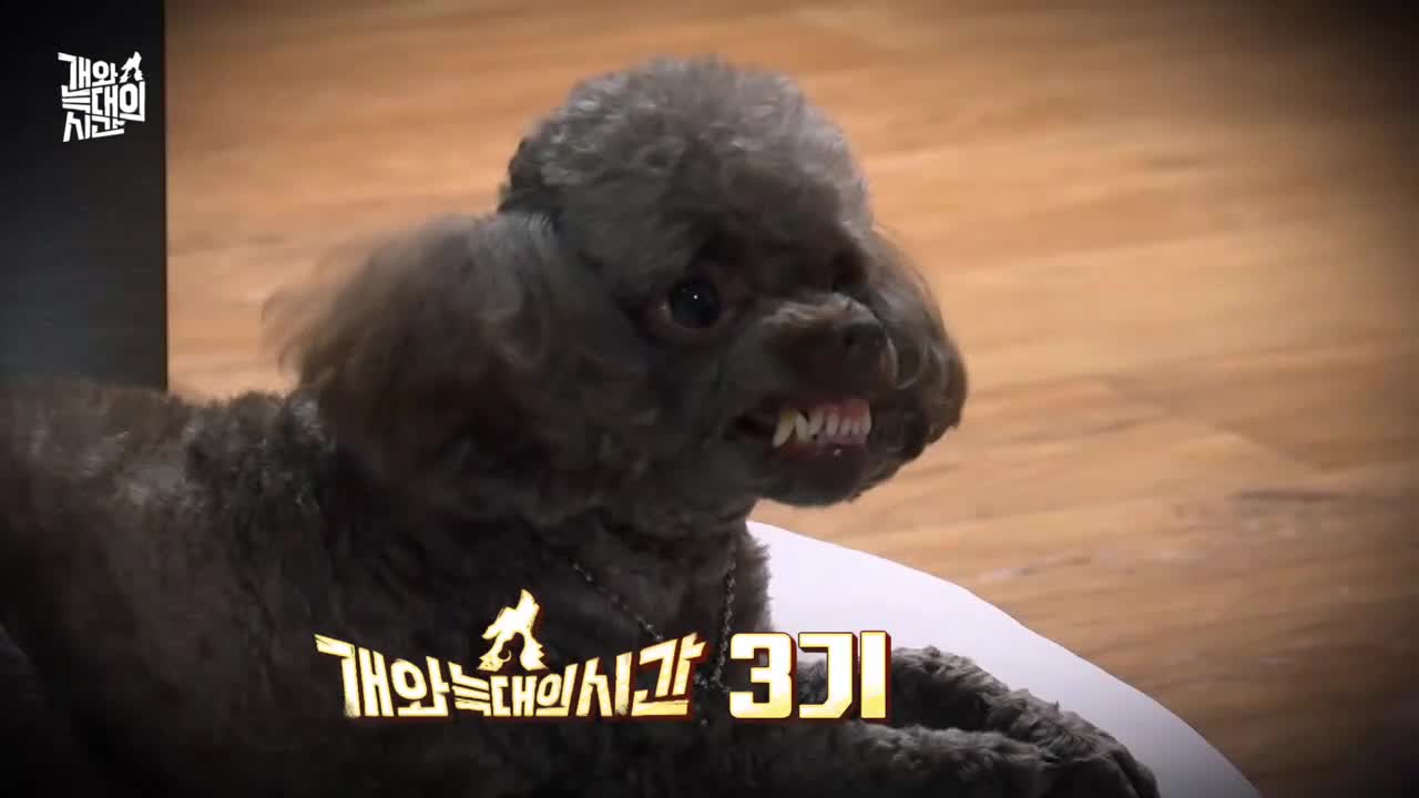 개와 늑대의 시간 2025-09-23