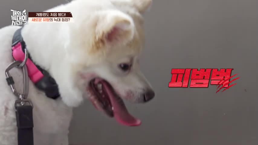 개와 늑대의 시간 시즌2 2026-07-15