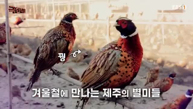 극한직업 2025-01-11
