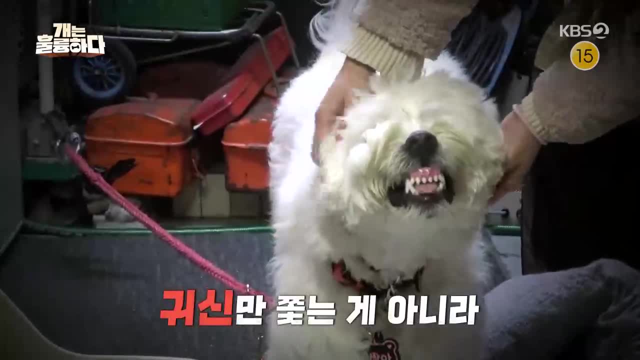 개는 훌륭하다 제239회