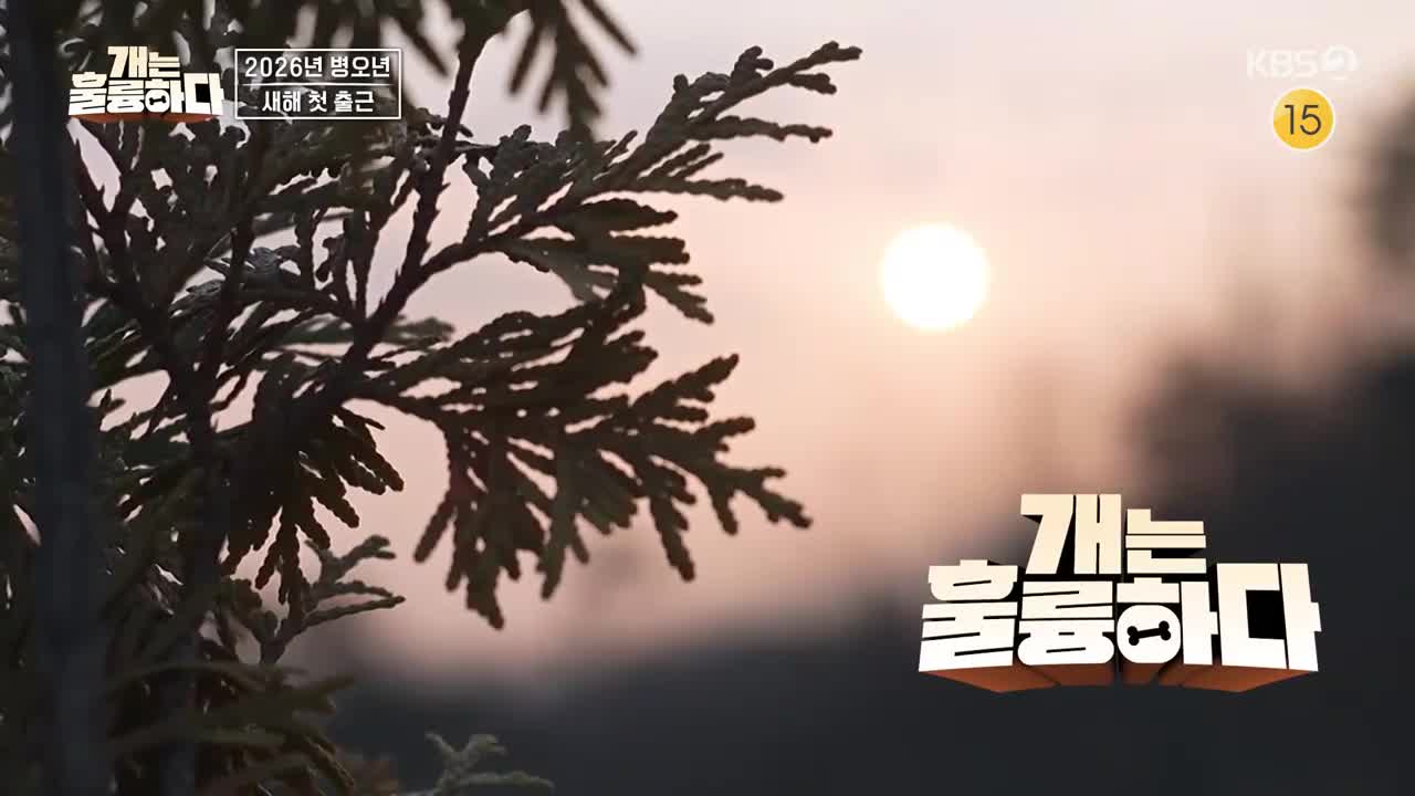 개는 훌륭하다 제236회