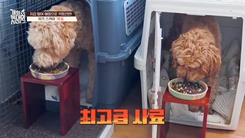 개와 늑대의 시간 시즌2 2026-07-29