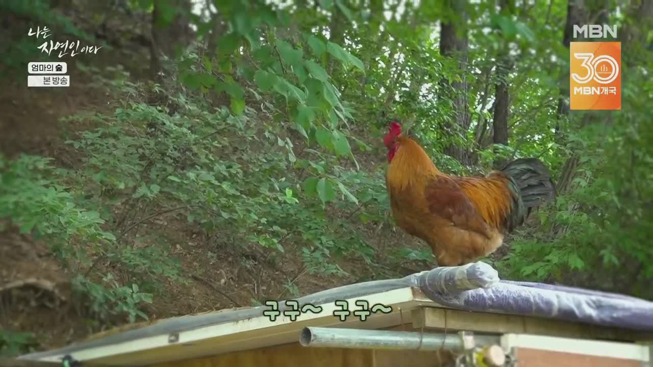 나는 자연인이다 제667회