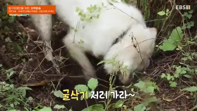 세상에 나쁜 개는 없다 시즌 4 2025-11-15