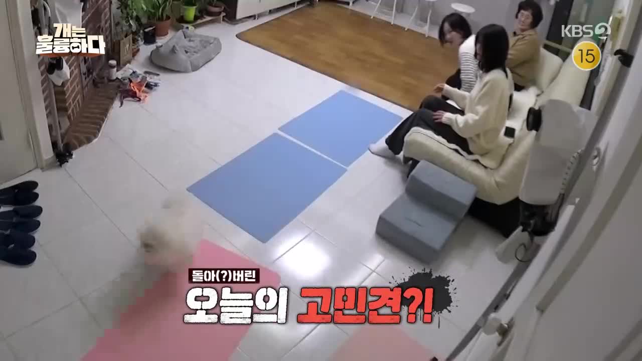 개는 훌륭하다 제243회