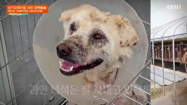 세상에 나쁜 개는 없다 시즌 4 2025-08-02