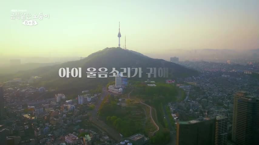 금쪽같은 오둥이 5+5 2026-09-25