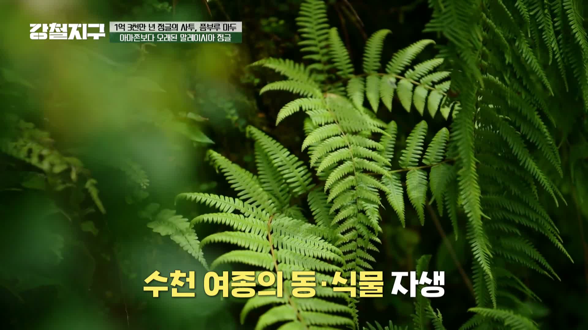 강철지구 제81회