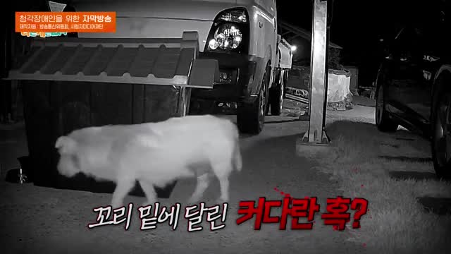 세상에 나쁜 개는 없다 시즌 4 2025-09-20