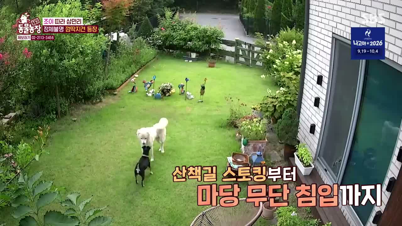 TV 동물농장 제1288회
