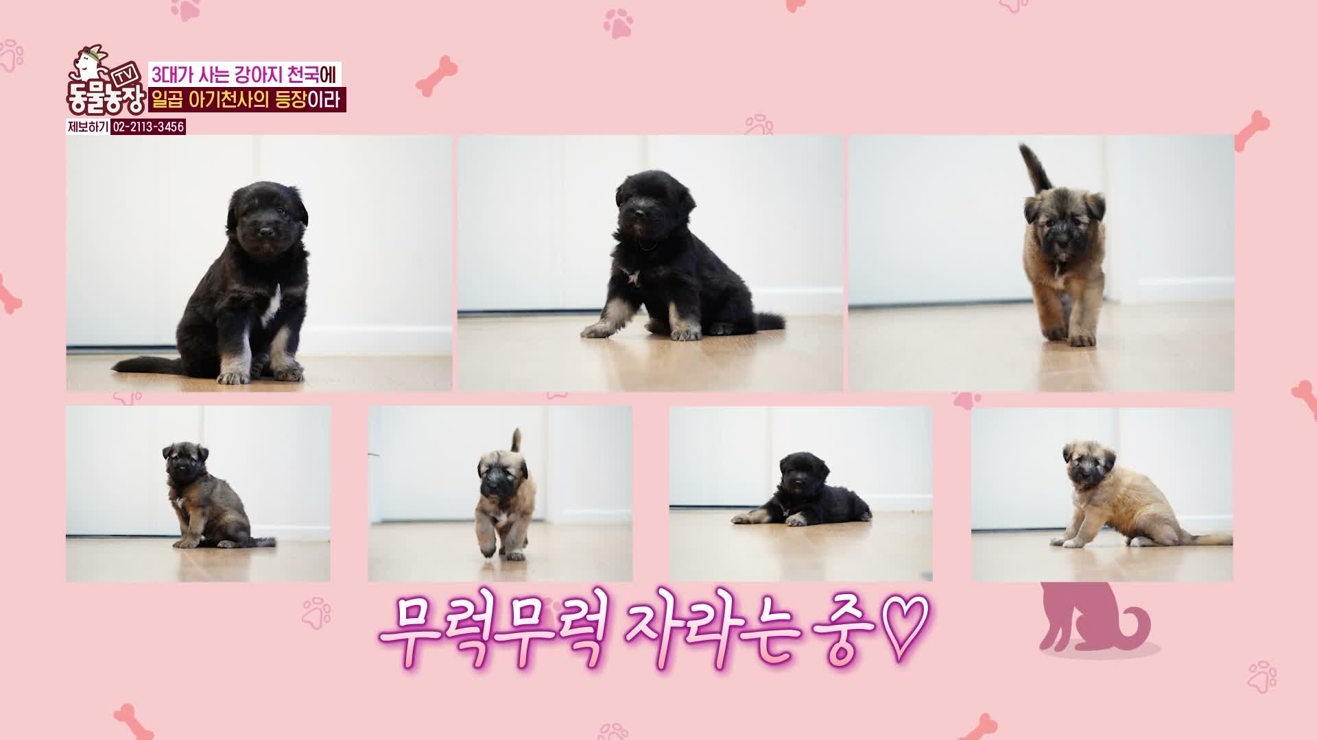 TV 동물농장 제1289회