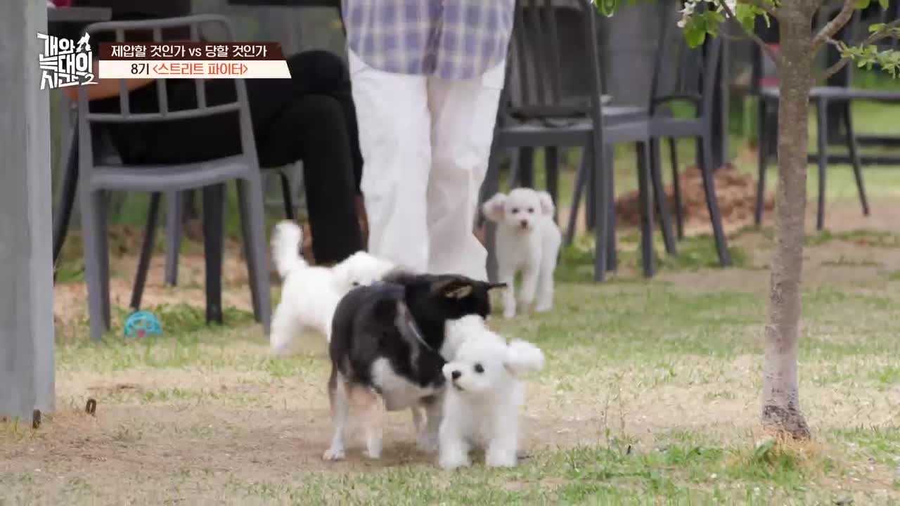 개와 늑대의 시간 시즌2 2026-06-17