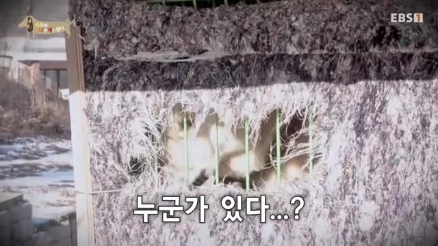 세상에 나쁜 개는 없다 시즌 4 2025-03-01