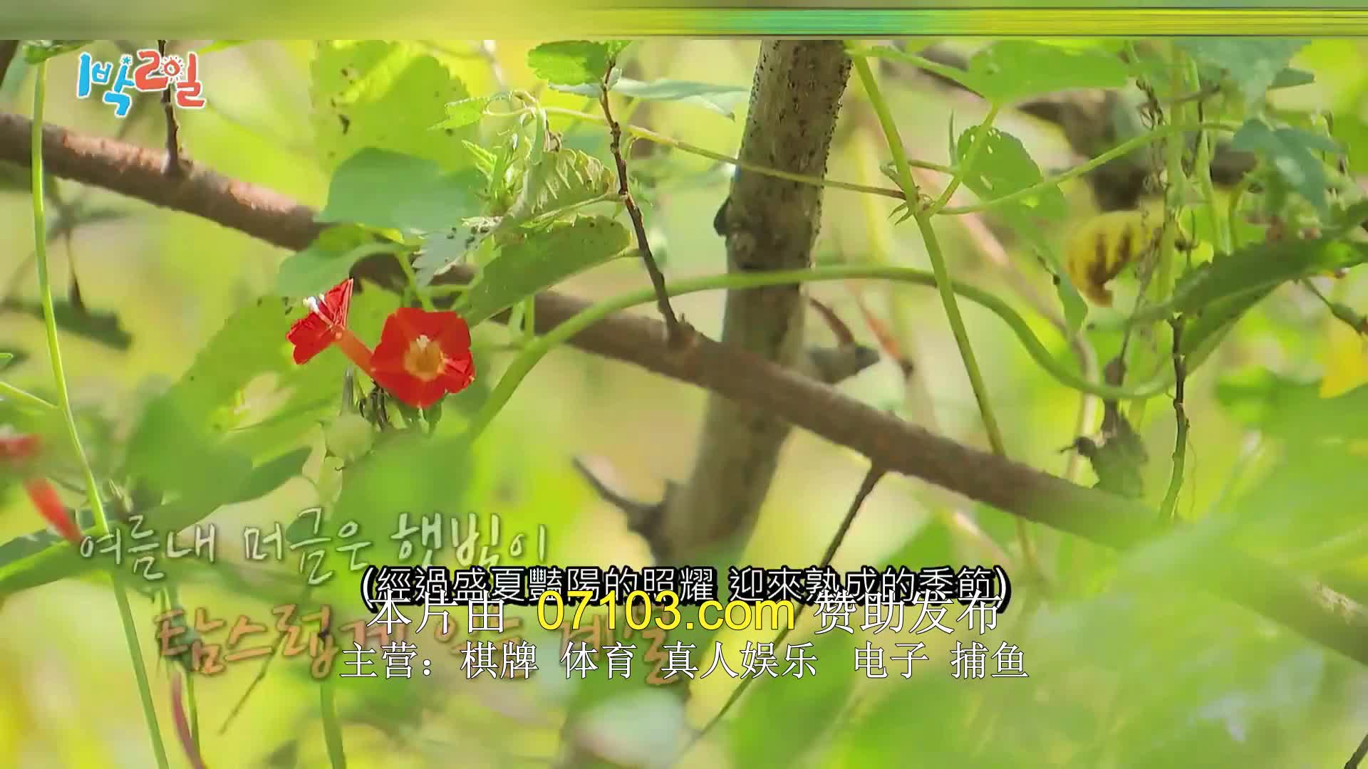 1박 2일 시즌4 제247회 2024-10-27