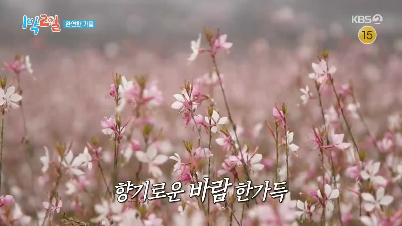 1박 2일 시즌4 제300회 2025-11-09