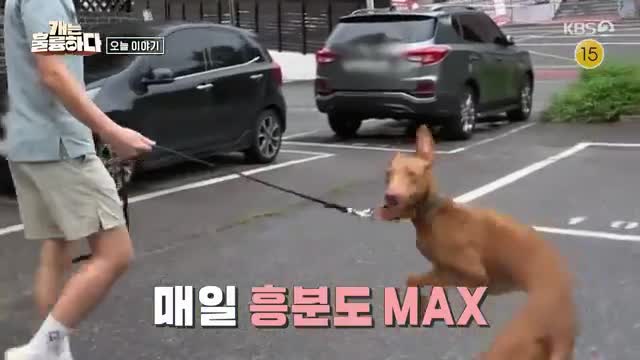 개는 훌륭하다 제227회