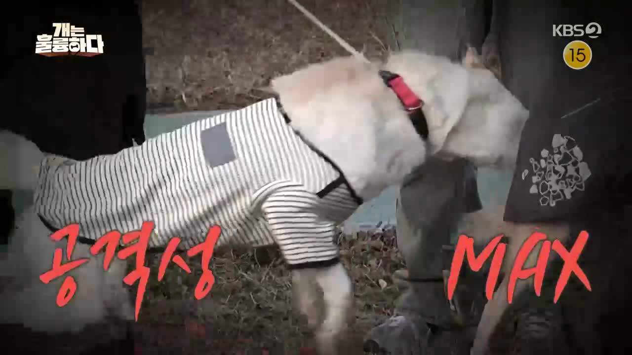 개는 훌륭하다 제241회