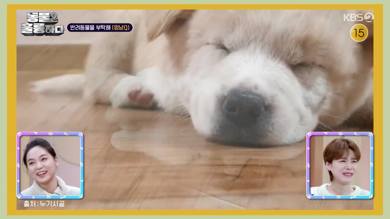 동물은 훌륭하다 2025-02-17
