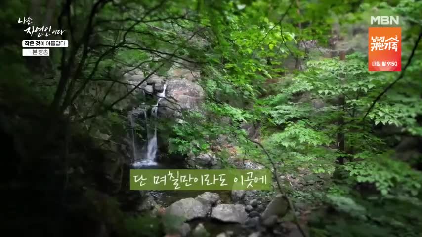 나는 자연인이다 2026-06-15