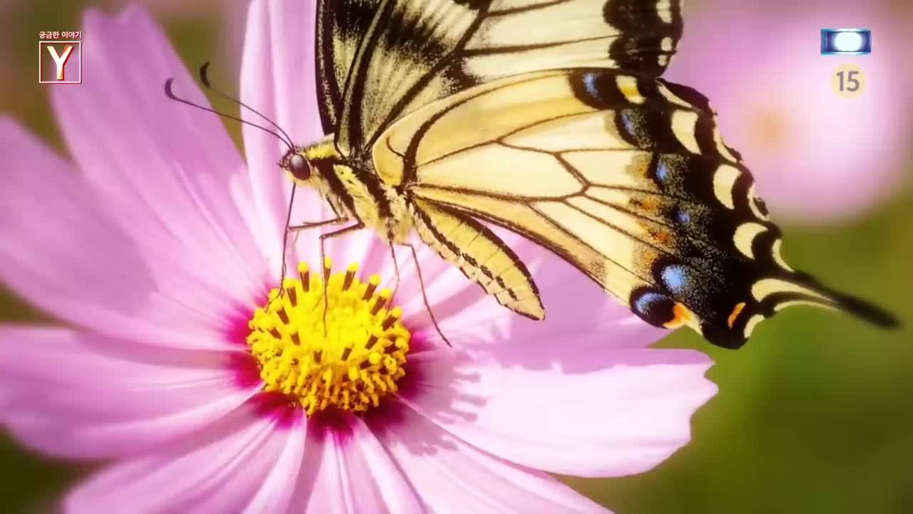 궁금한 이야기 Y 제762회