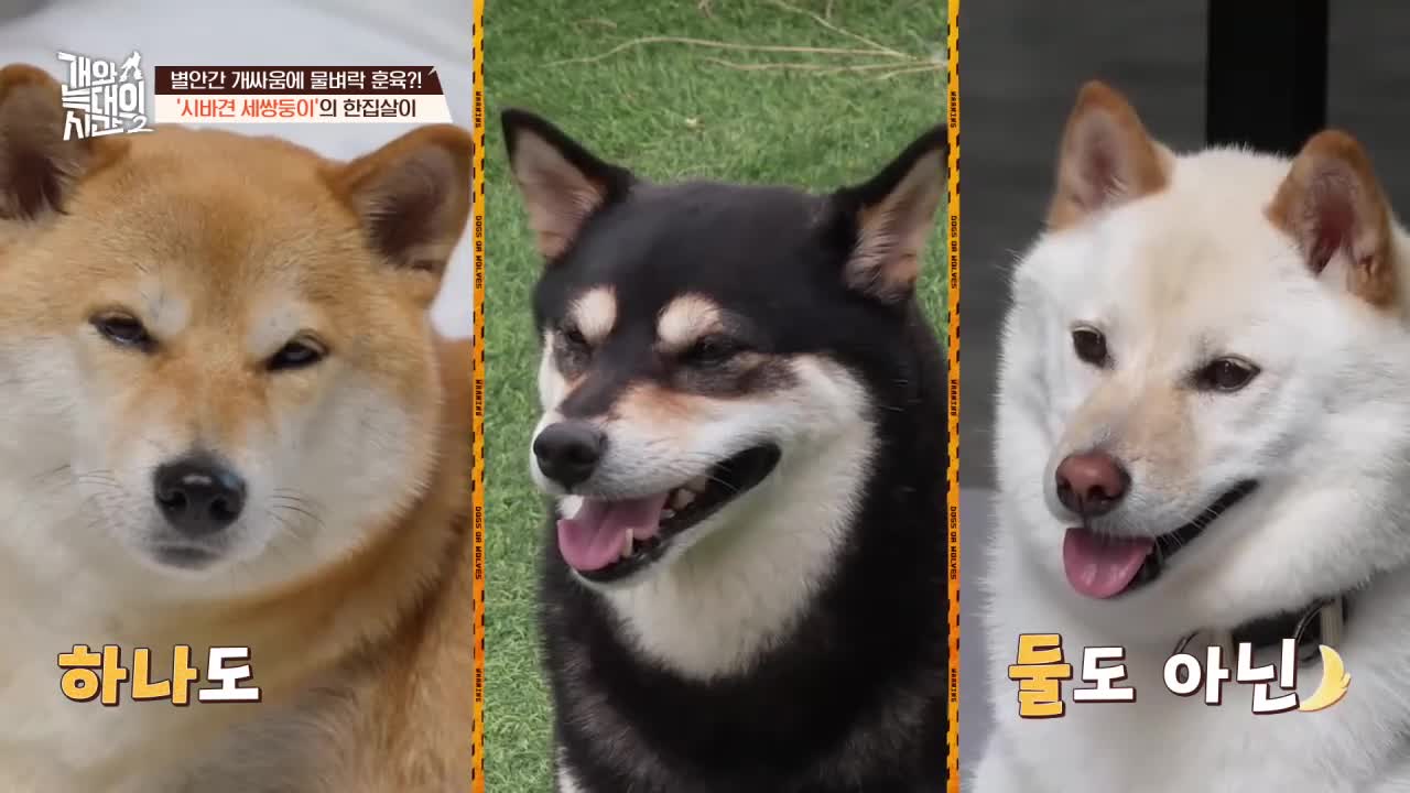 개와 늑대의 시간 시즌2 2026-09-02