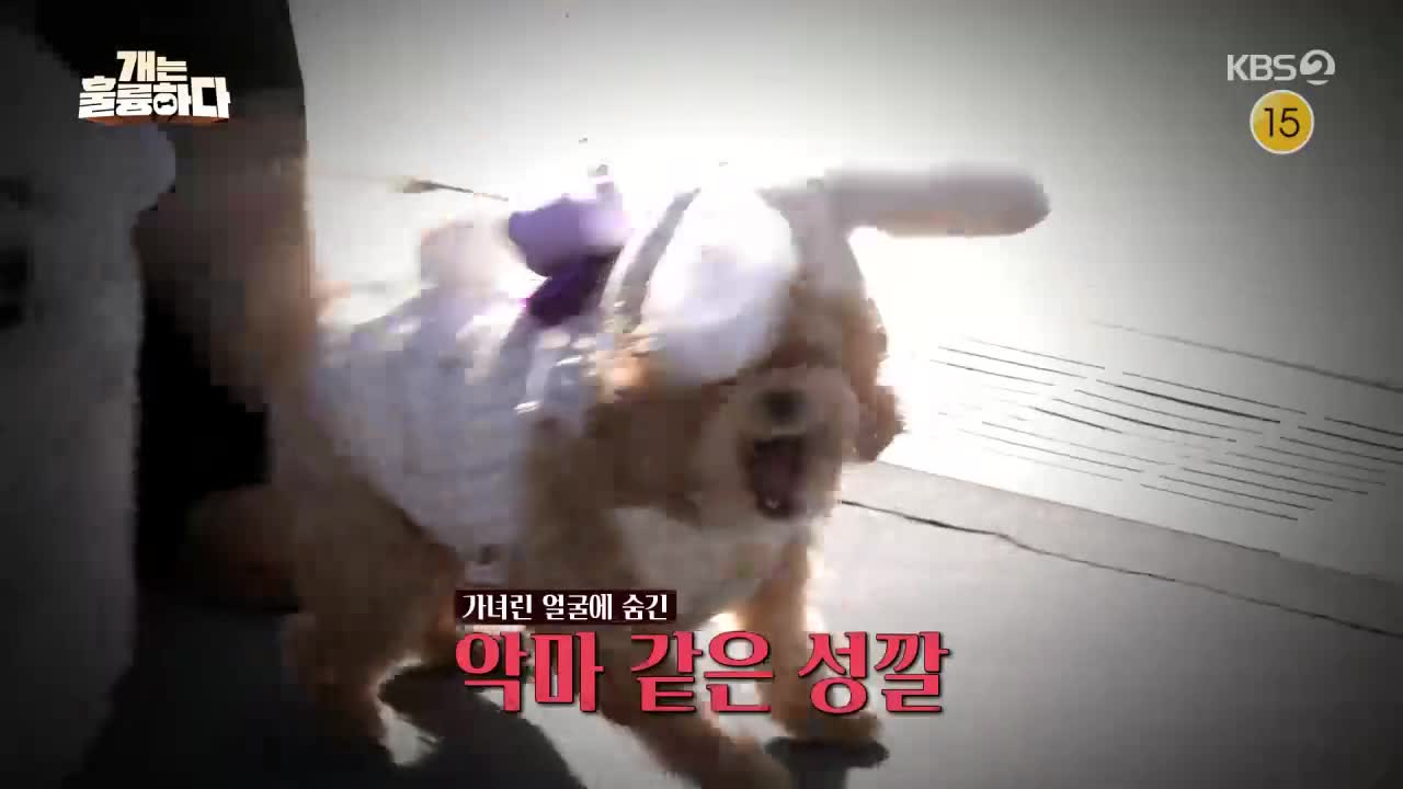 개는 훌륭하다 제240회
