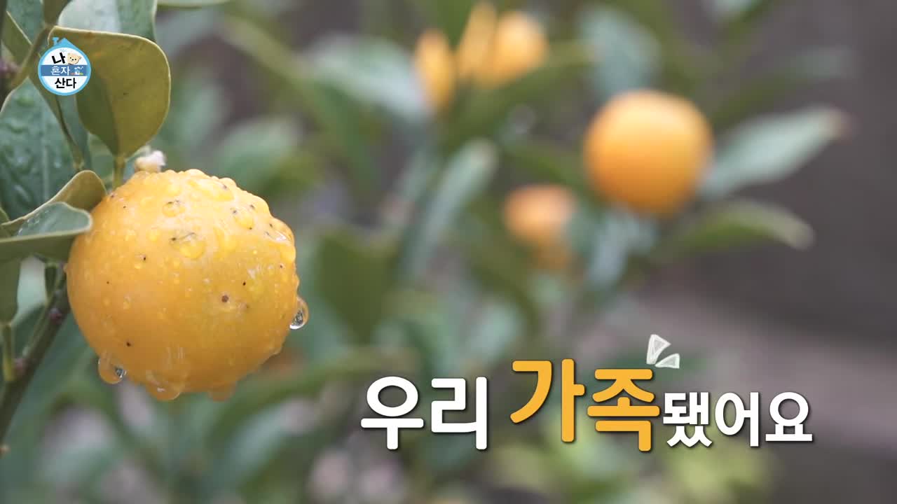 나혼자 산다 제648회