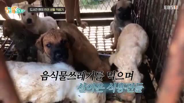 세상에 나쁜 개는 없다 시즌 4 2025-06-14