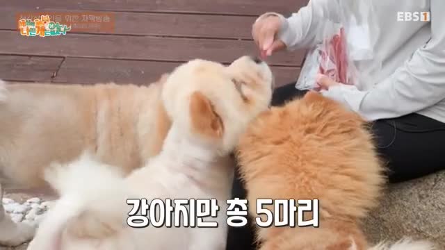 세상에 나쁜 개는 없다 시즌 4 2025-09-06
