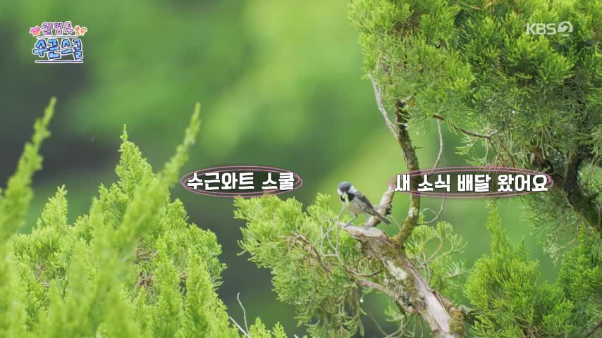 웰컴 투 수근스쿨 2026-07-23