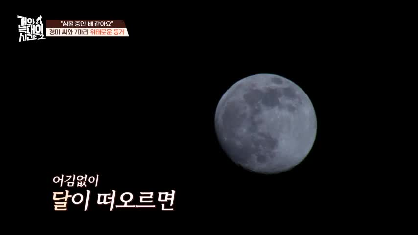 개와 늑대의 시간 시즌2 2026-07-22