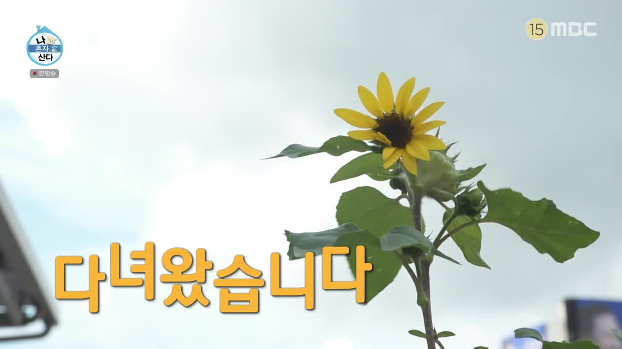 나혼자 산다 제615회