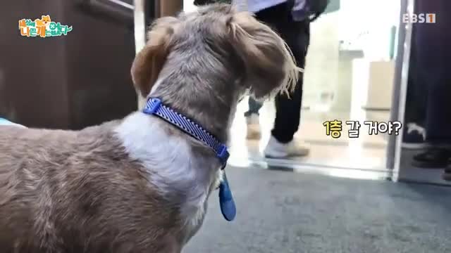 세상에 나쁜 개는 없다 시즌 4 2025-07-19