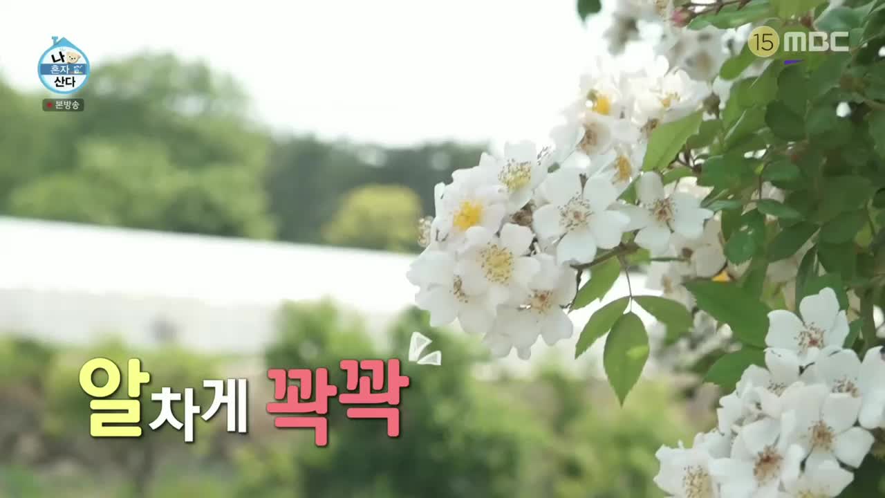 나혼자 산다 제599회
