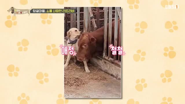세상에 나쁜 개는 없다 시즌 4 2025-03-08