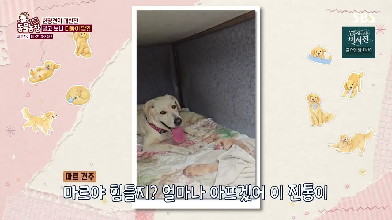 TV 동물농장 제1287회