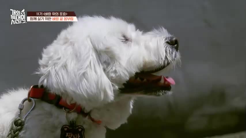 개와 늑대의 시간 시즌2 2026-08-19