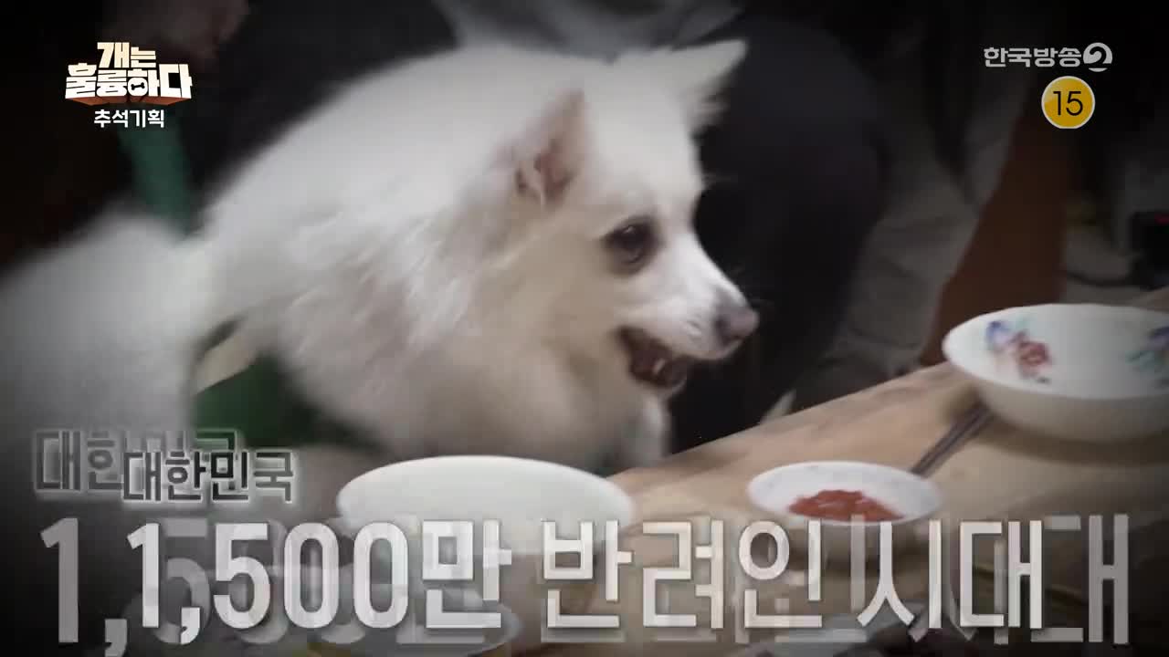 개는 훌륭하다 제226회