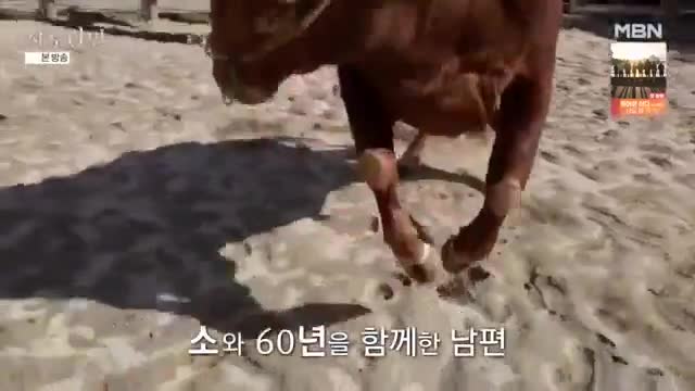 휴먼다큐 사노라면 2025-11-09