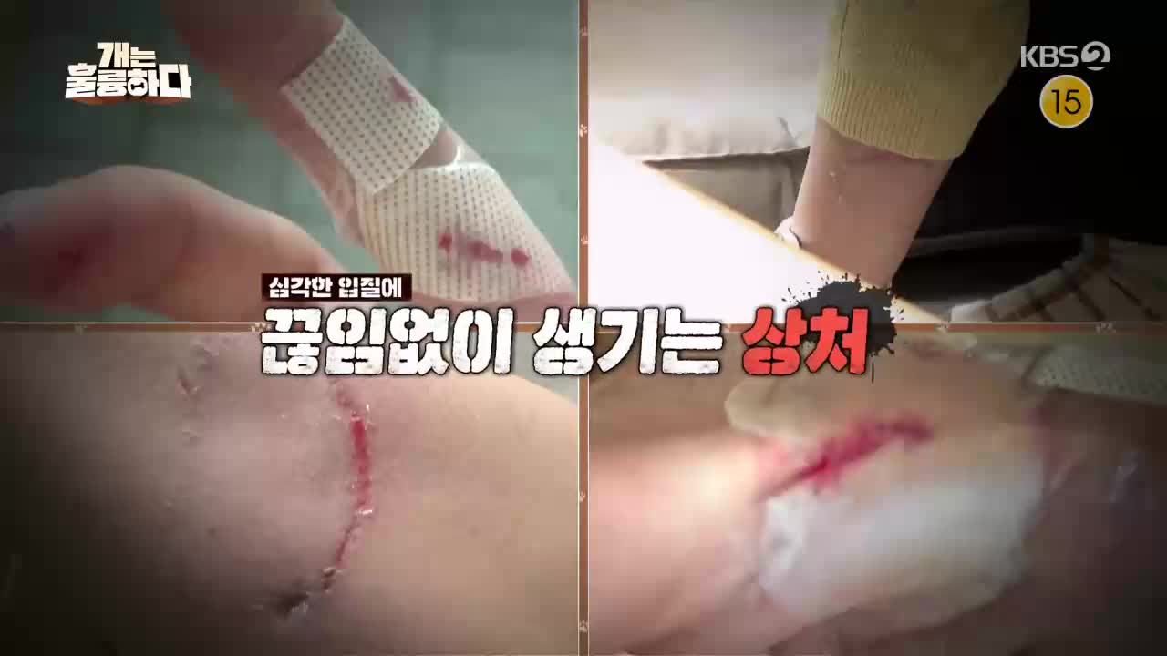 개는 훌륭하다 제245회