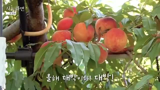 휴먼다큐 사노라면 2025-08-17