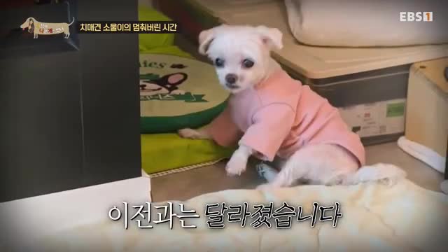세상에 나쁜 개는 없다 시즌 4 2025-02-14