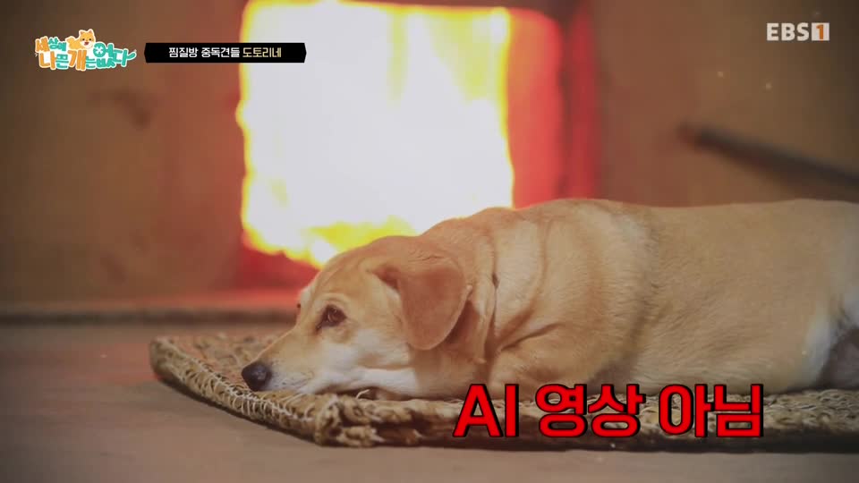 세상에 나쁜 개는 없다 시즌 4 2026-01-04